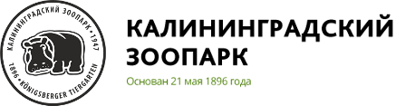 Эмблема Калининградского зоопарка. Калининградский зоопарк. Символ Калининградского зоопарка. Калининградский зоопарк лого. Символ калининградского зоопарка 1 из 4